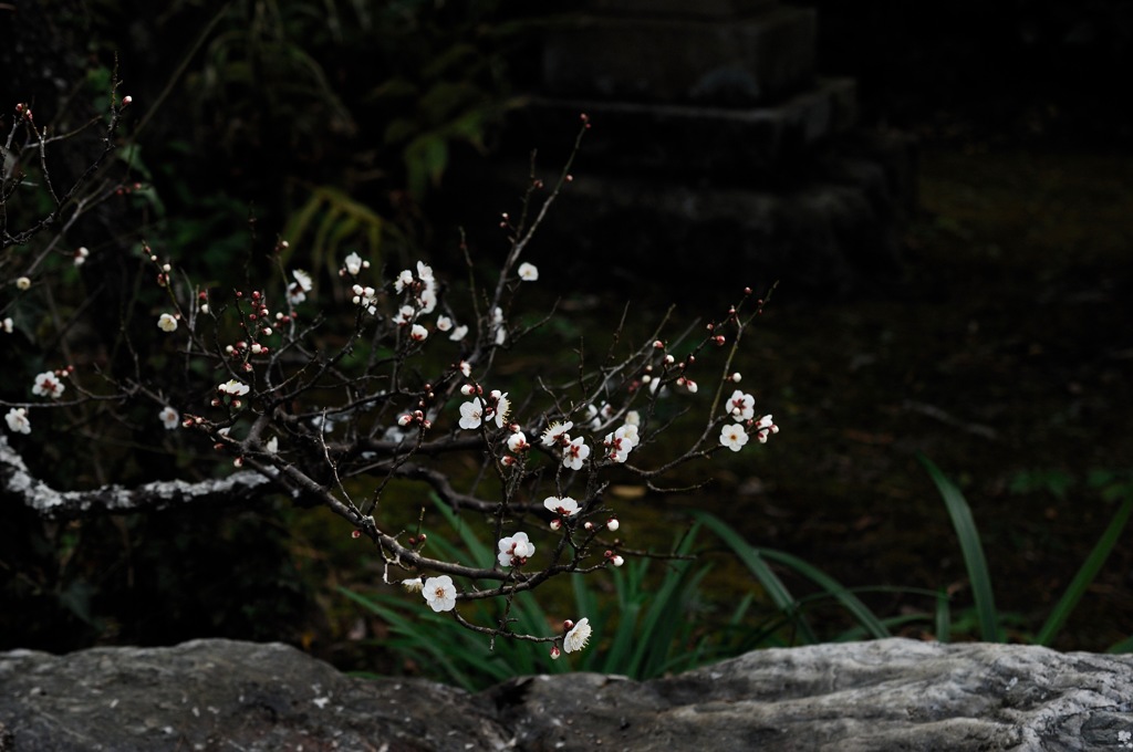 寺庭の白描…