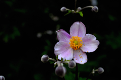 残夏の花彩…３