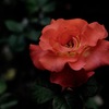 古都の秋麗花…４
