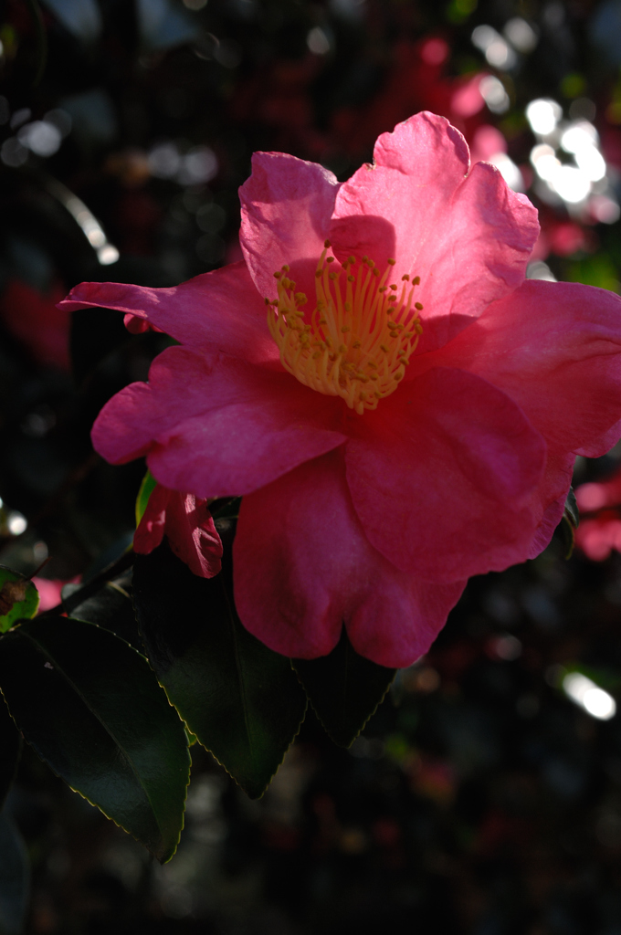 古都の山茶花…４