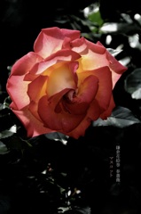 鎌倉花絵巻…春薔薇８
