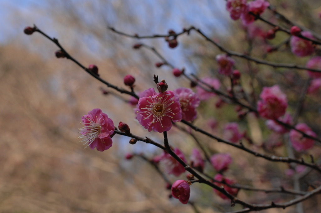 新春の古刹 妙本寺の紅梅…２