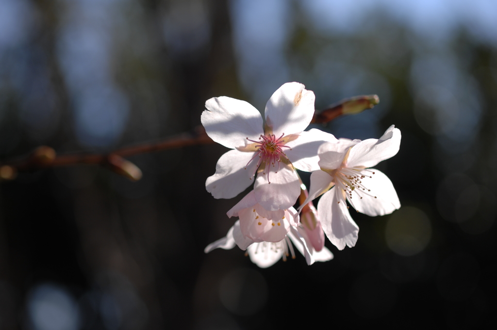 花園の薄桜色…