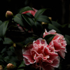 花寺の春装…１