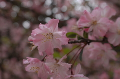 春日和の淡色…１