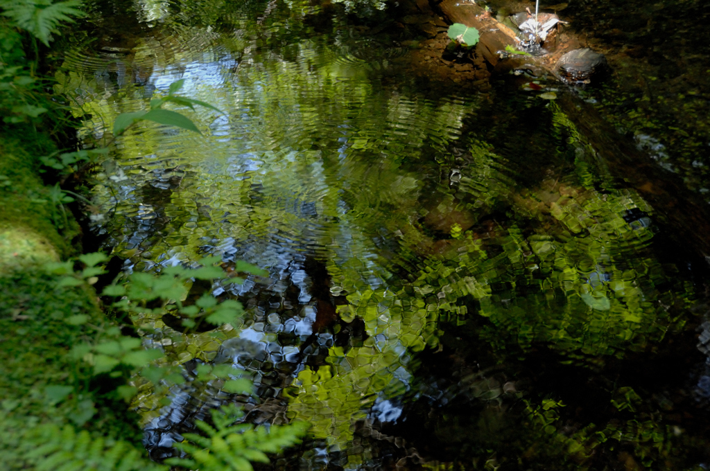 深緑の鎌倉湖…３