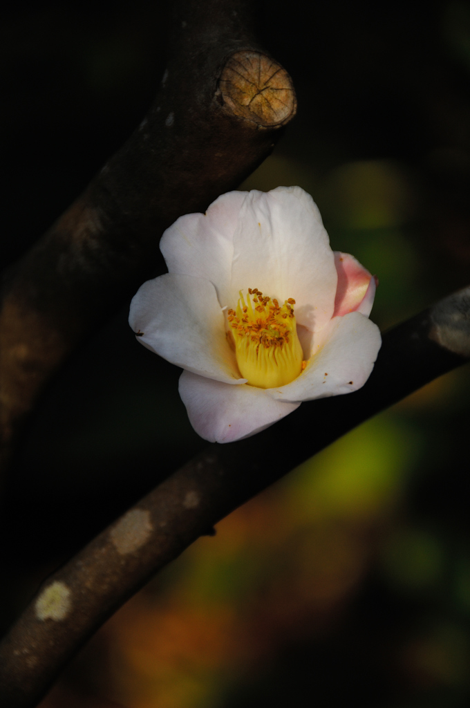 新春の彩り…５