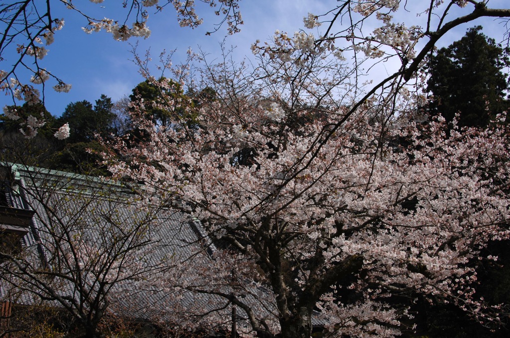 古都の染井吉野…１
