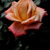 古都の春麗花…９