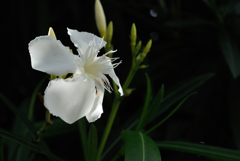 古刹に咲く白花…３
