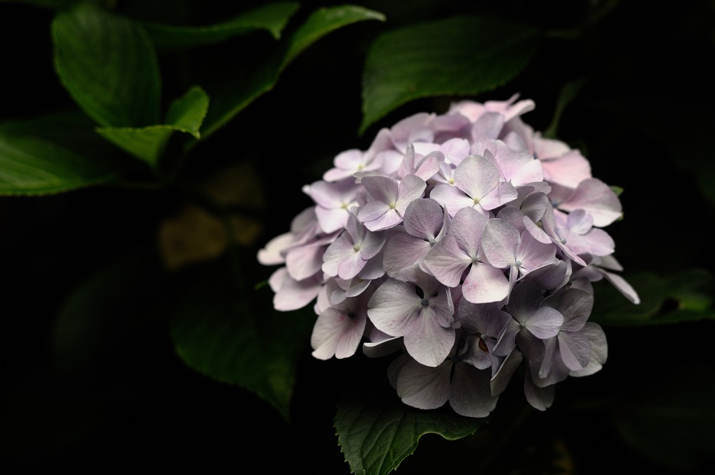 禅寺の梅雨花…