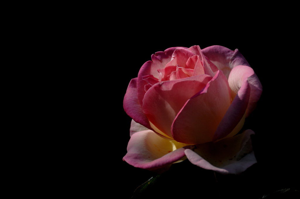 秋の華色…５