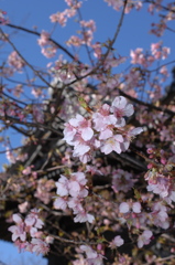 古都風情の桜色…