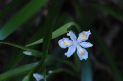 山間の藍白(アイジロ)色…