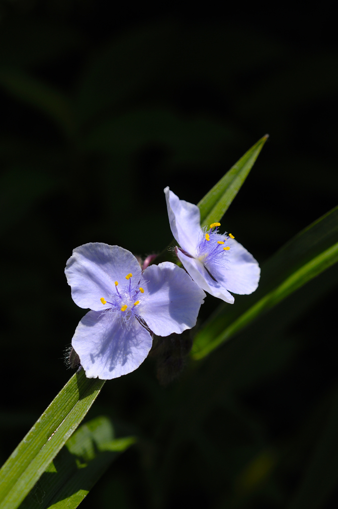 古都の露草…