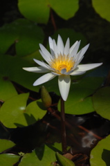 熱帯の妖花…２