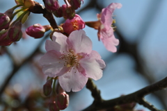 お目見えの薄桜色…３