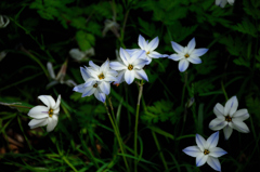 古都の春小花…１