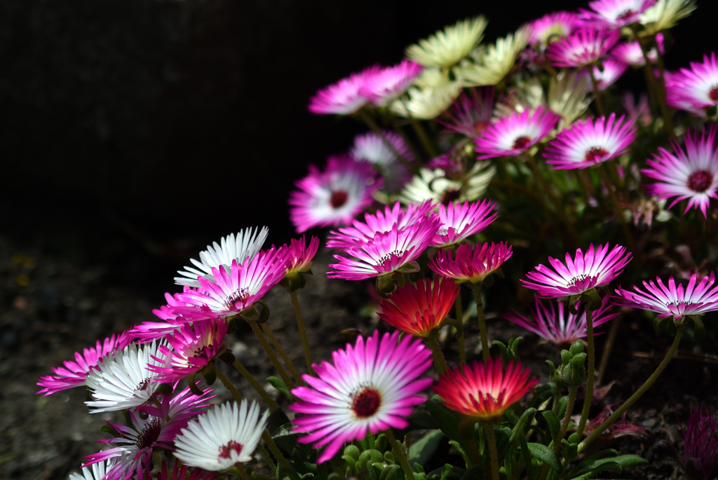 三浦の花火…３