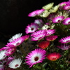 三浦の花火…３