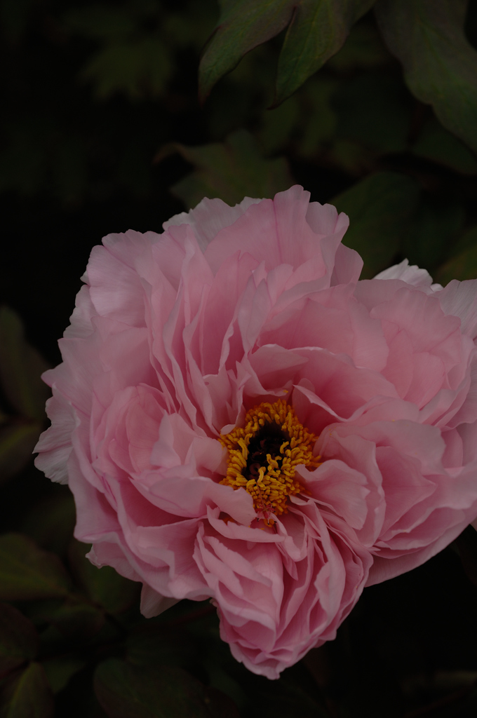 長谷寺の艶花…２