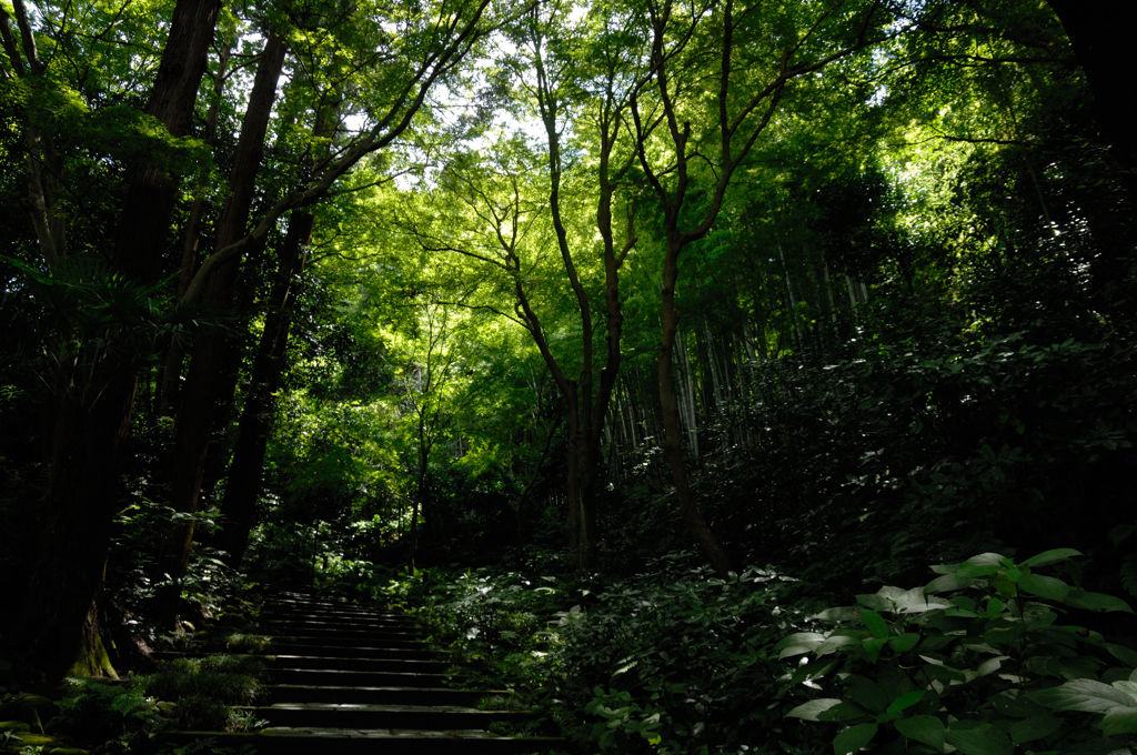 晩夏の緑景…１