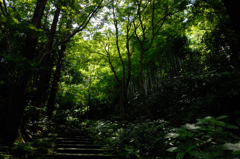 晩夏の緑景…１