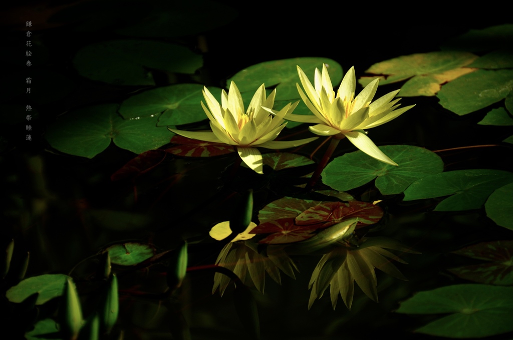 鎌倉花絵巻…霜月１