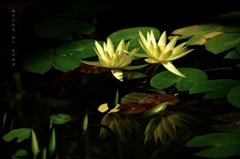 鎌倉花絵巻…霜月１