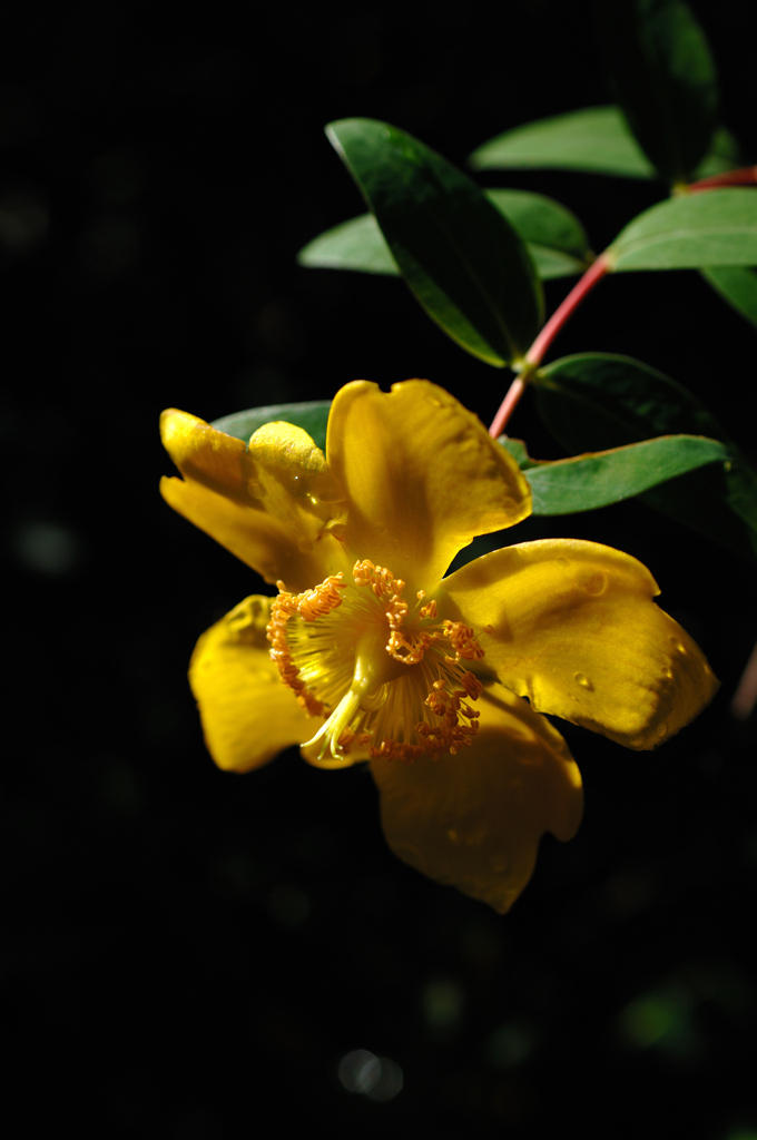 暦山の花模様…２