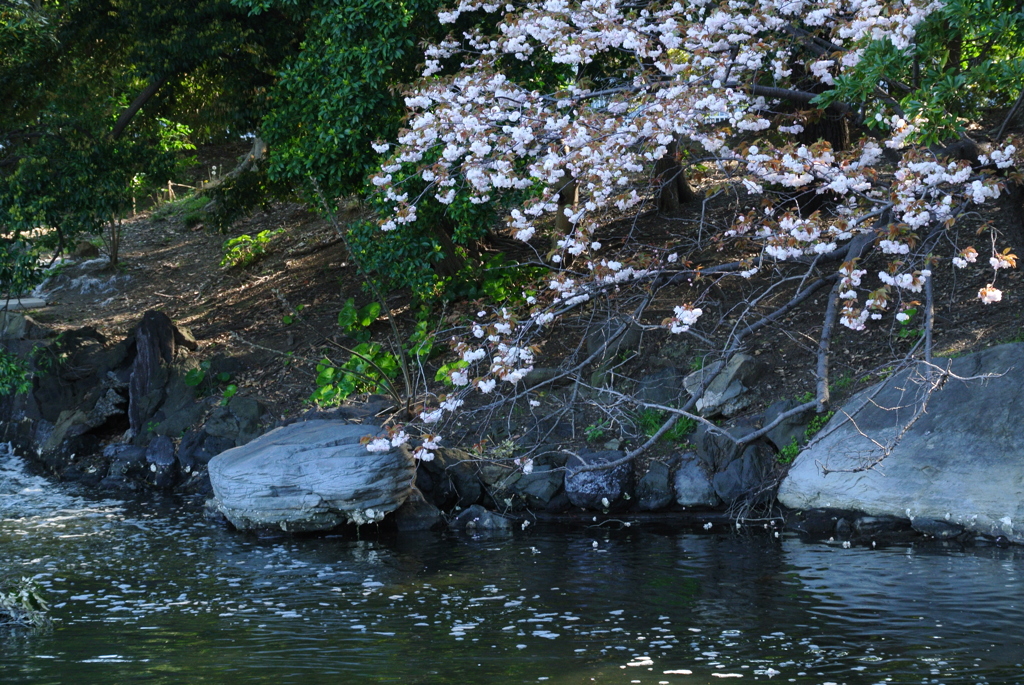 四月の浜離宮庭園