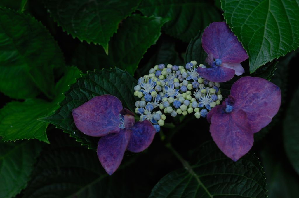 古都の紫陽花便り…８