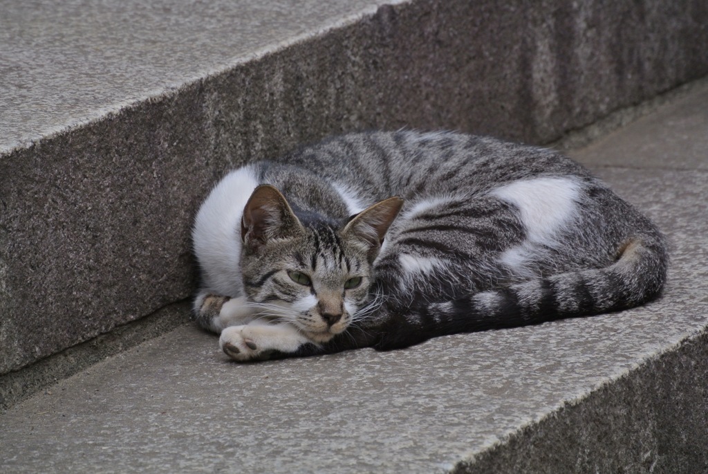 護国寺の眠り猫３