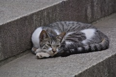 護国寺の眠り猫３