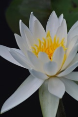 純白の和睡蓮…