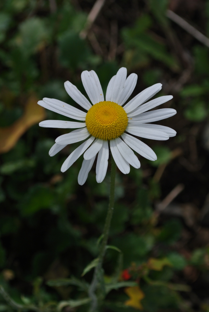 緑に映える白模様…