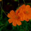 古都の秋花…３