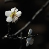 待春の小花…２