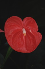 赤艶の紅団扇…