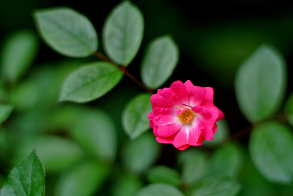 美貌のマゼンタ…