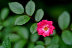 美貌のマゼンタ…