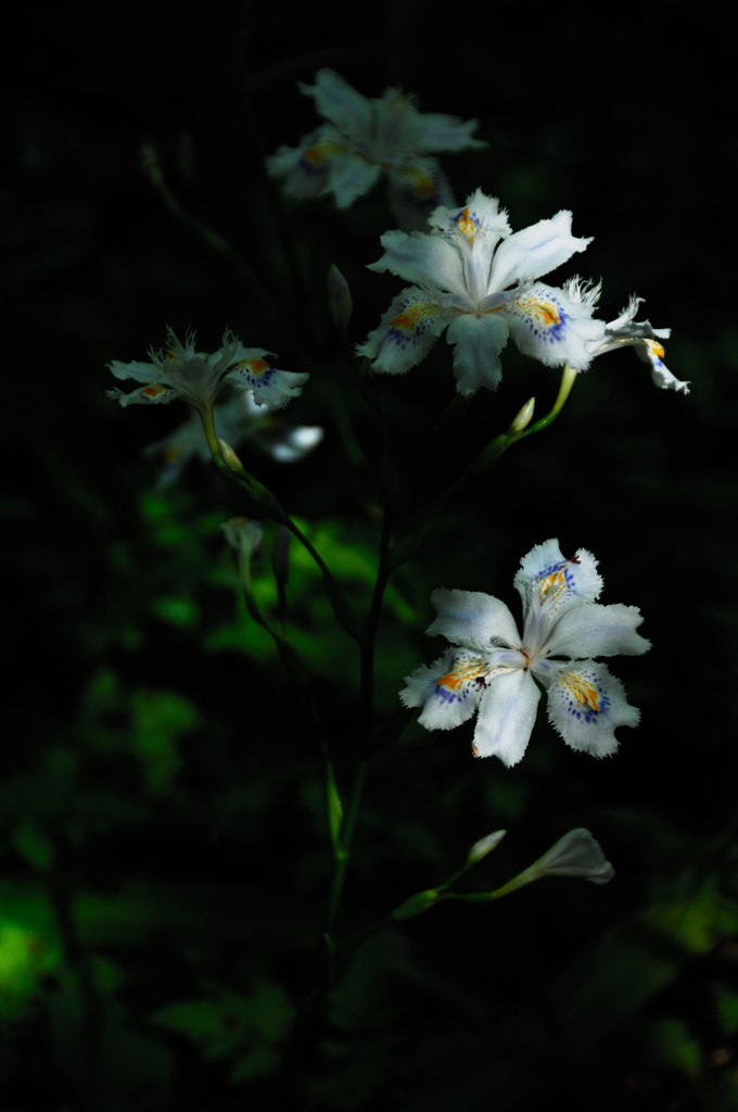 春陽の木陰花…