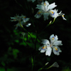 春陽の木陰花…