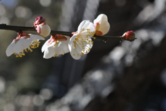 名刹の白梅三様…２