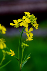 もうすぐ開花の旬。
