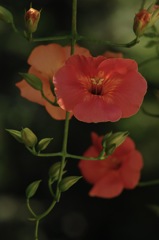 鎌倉妙本寺…凌霄花３