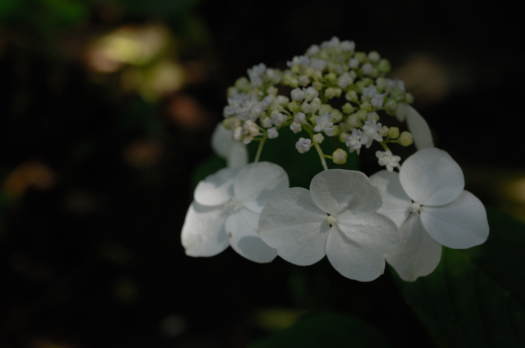 古都の紫陽花便り…３
