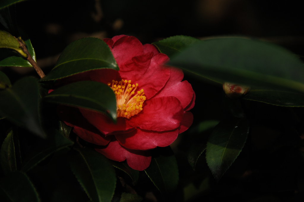 葉隠の赤花…