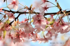 鎌倉花絵巻…弥生１