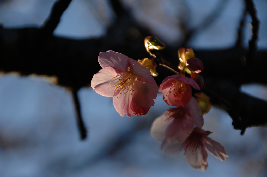 春告の和花…３